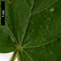 SpeciesSub: subsp. caucasica